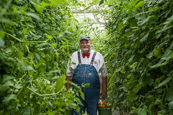 tomato plant