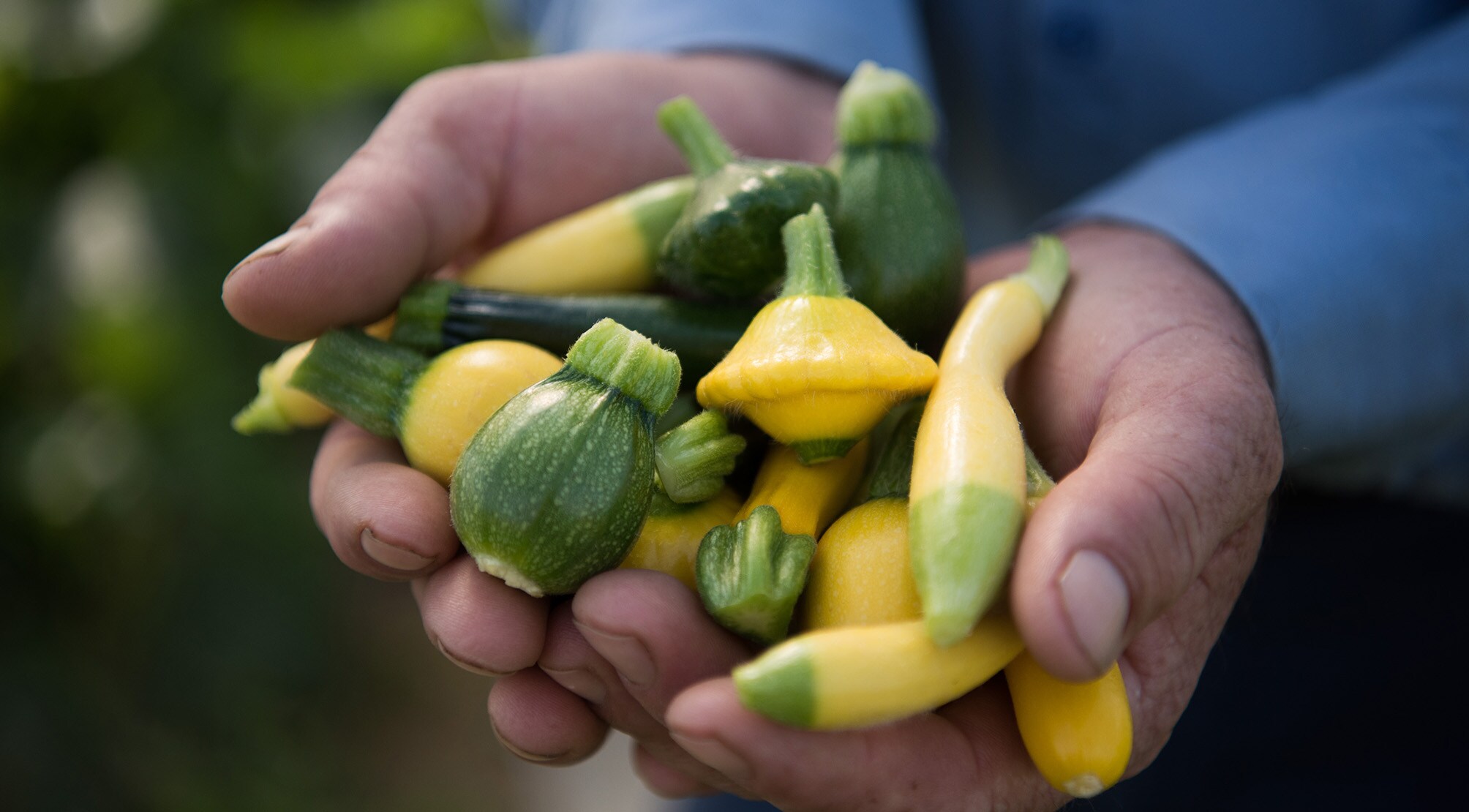 handful of squash