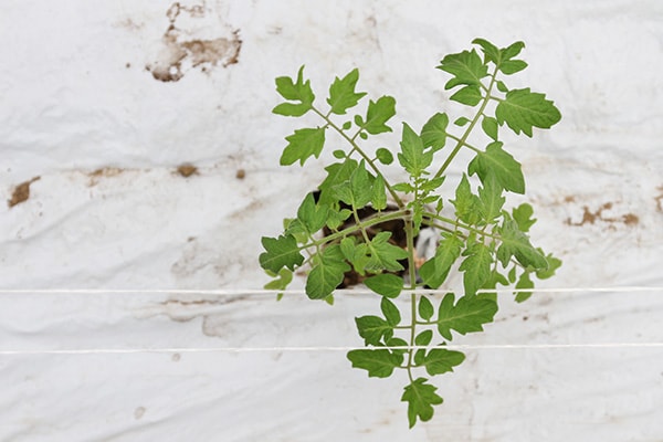 tomato plant