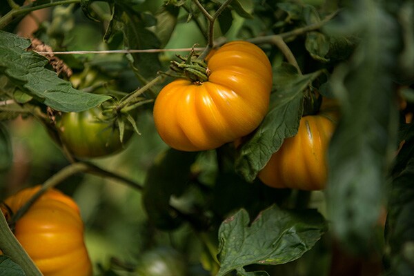 tomato plant